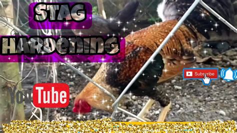 pampatapang ng manok|STAG HARDENING .